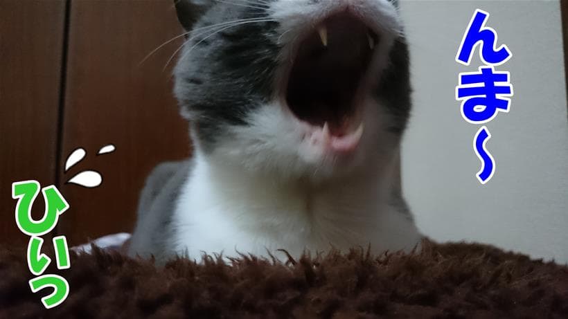 あくびをして大口を開ける愛猫モコ