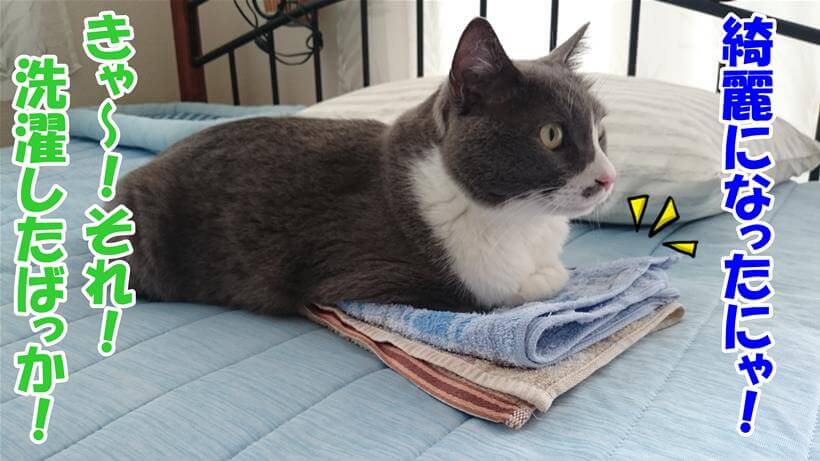 洗濯物のタオルの上で横になる愛猫モコ