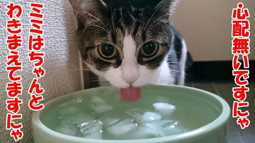 ちゃんと適量の水を飲む愛猫ミミ
