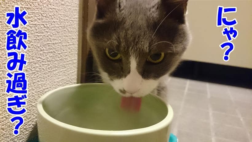水を飲み過ぎる愛猫モコ
