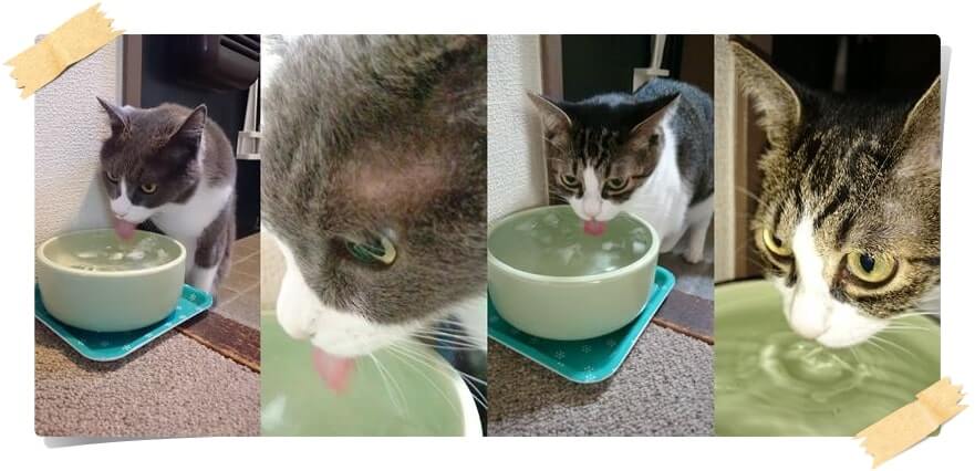 水を飲んでいる愛猫たち