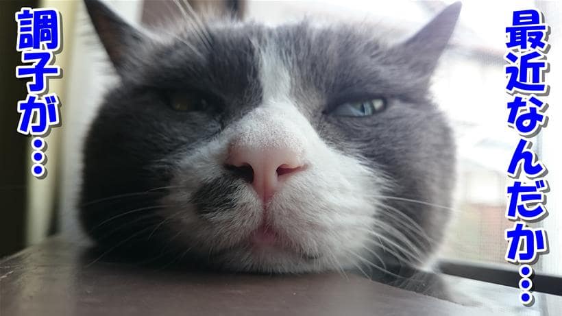 免疫力の低下により調子が悪い顔をしている体の愛猫モコ