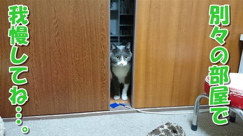 部屋を分けられこちらを覗いている体の愛猫モコ