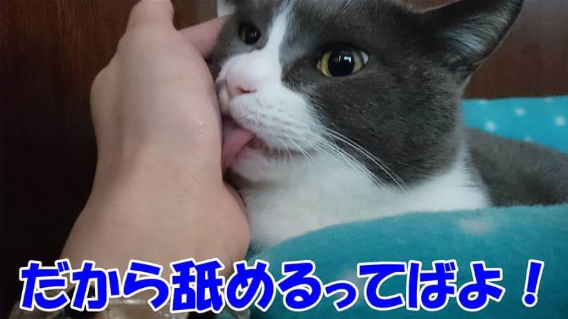飼い主の手を舐める愛猫モコ