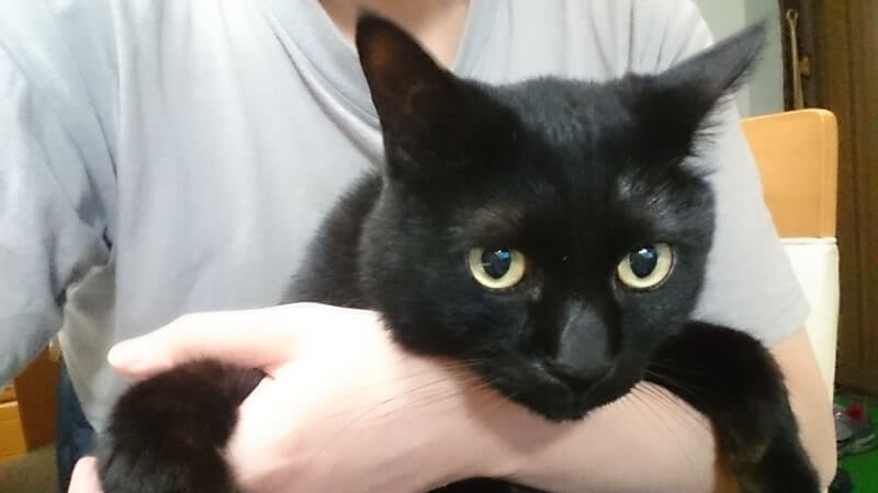 僕に抱っこされている実家の黒猫カイくん