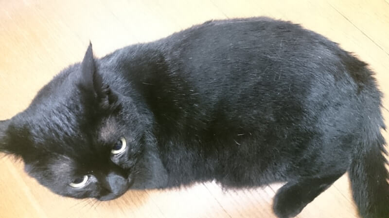 床に横になっている実家の黒猫カイくん