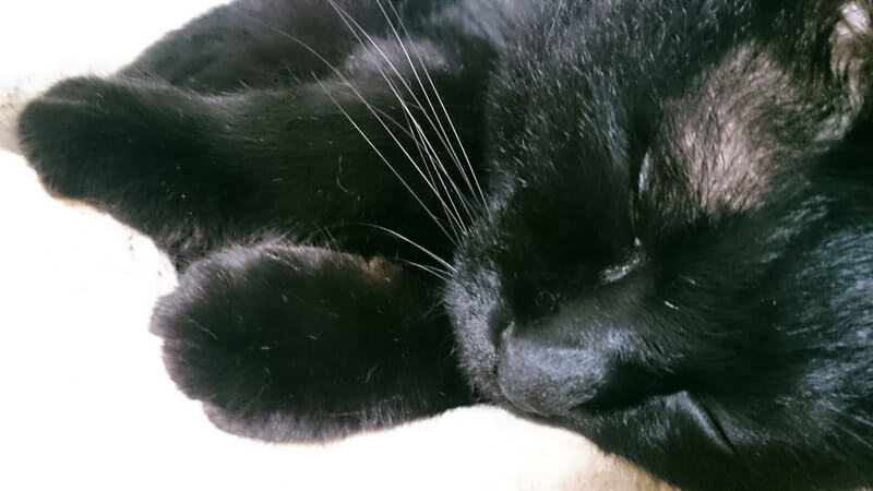 キャットタワーで眠っている実家の黒猫カイくん