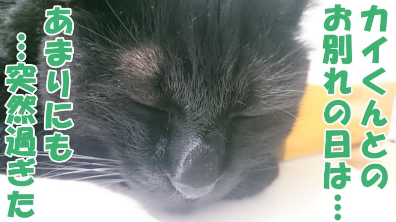 眠るように突然死した実家の黒猫カイくん