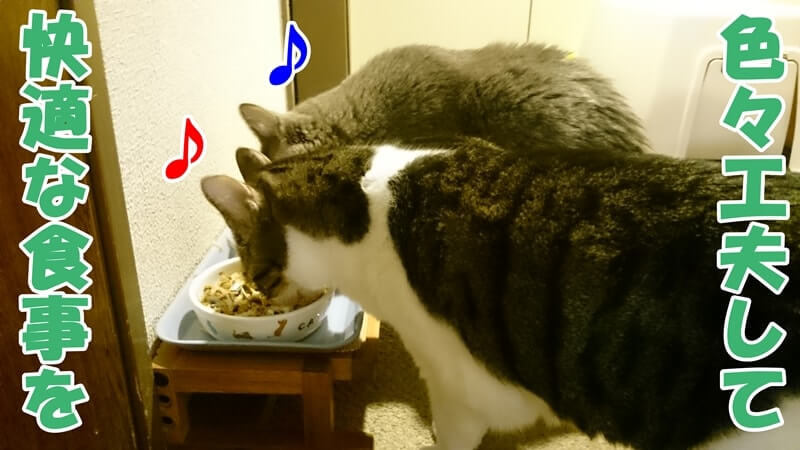 猫がご飯を食べやすい高さに調節しやっと完成した餌台で食事する愛猫たち