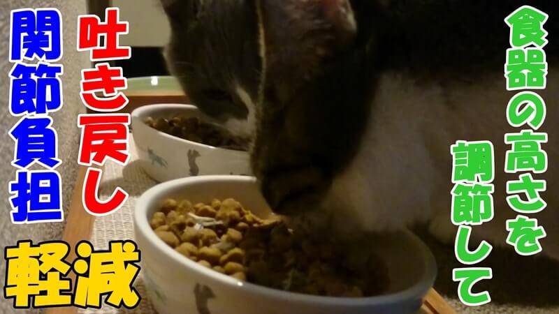餌台でご飯を食べる愛猫たち