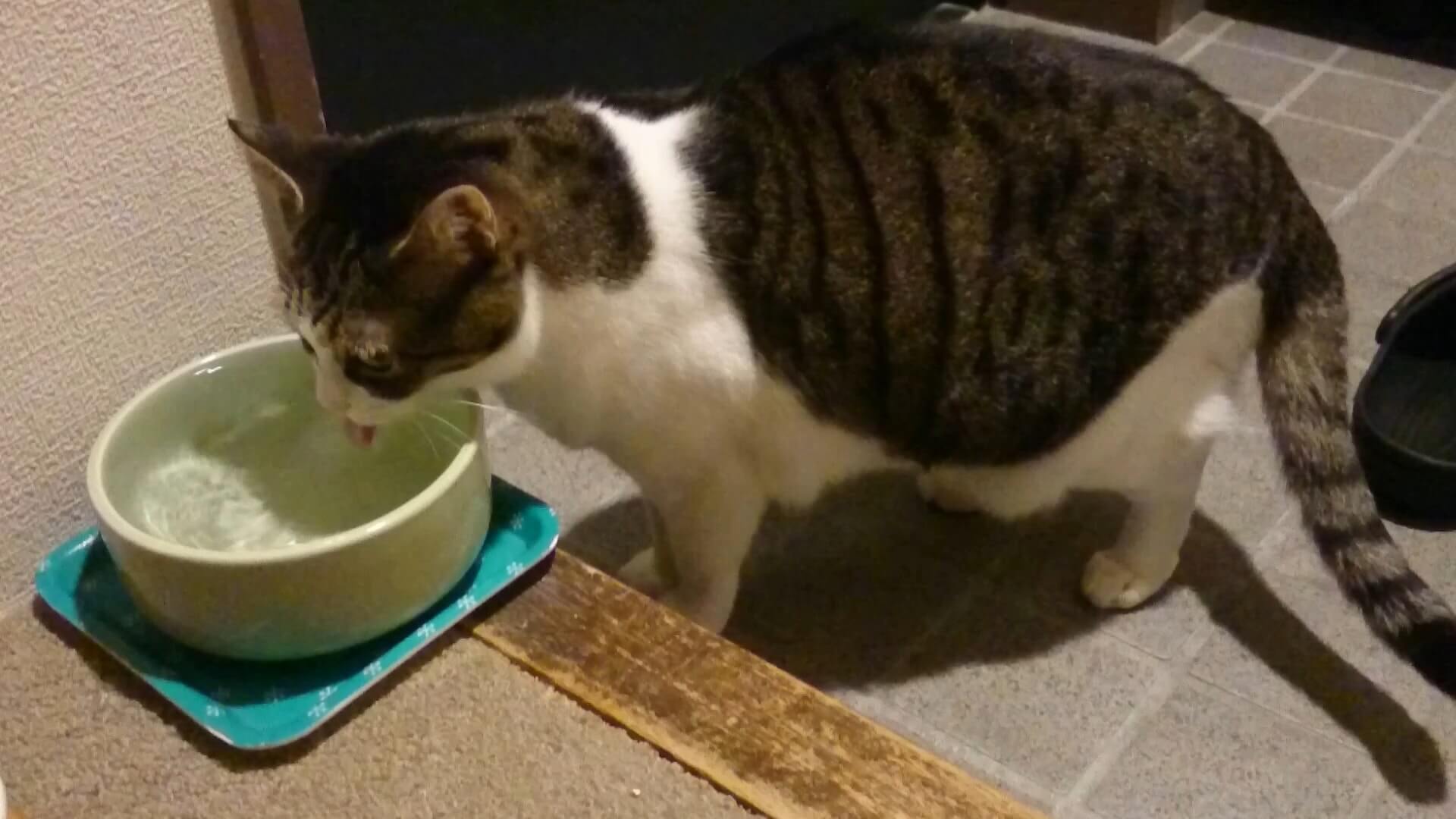 段差で水を飲む愛猫ミミ