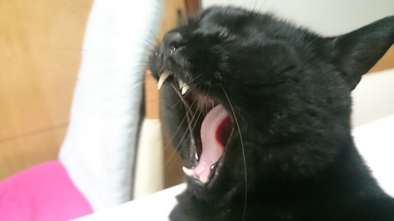 あくびする黒猫カイくん
