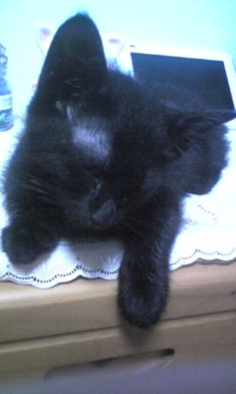 眠る子猫時代の黒猫カイくん