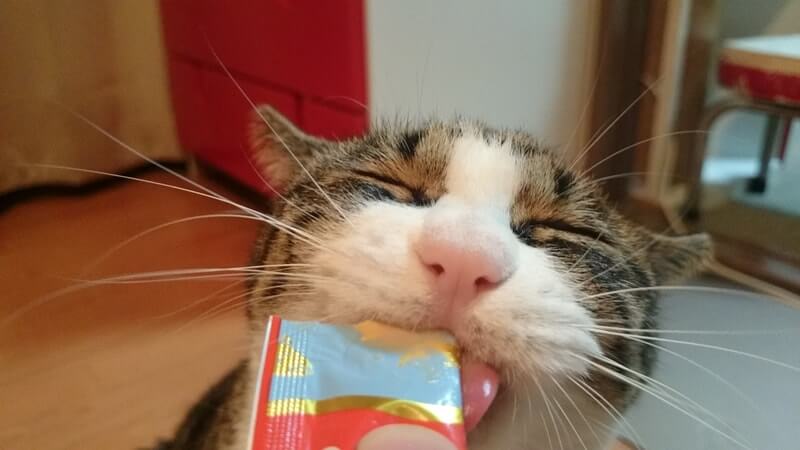 幸せそうな顔してちゅーるを食べる愛猫ミミ