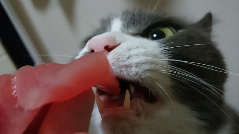 口を開けてマグロの刺身食べる愛猫モコ