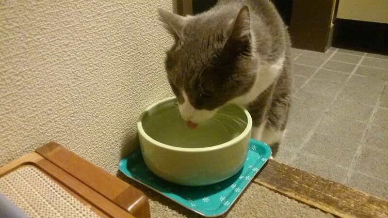 水を飲む愛猫モコ