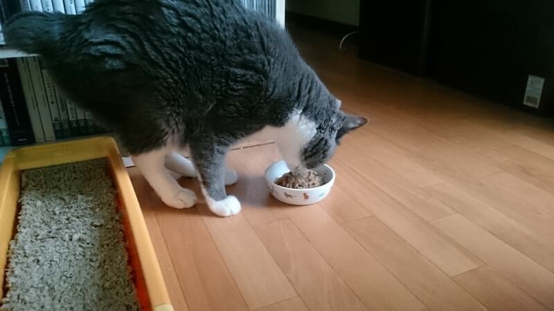 食欲不振12日目にようやくご飯を食べてくれた愛猫モコ