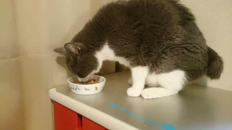 徐々にご飯を食べるようになってきた愛猫モコ