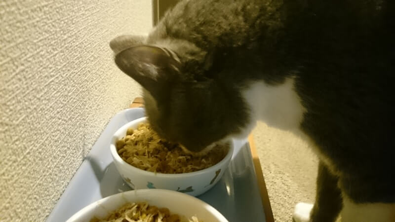 ご飯をちょろっと食べる愛猫モコ