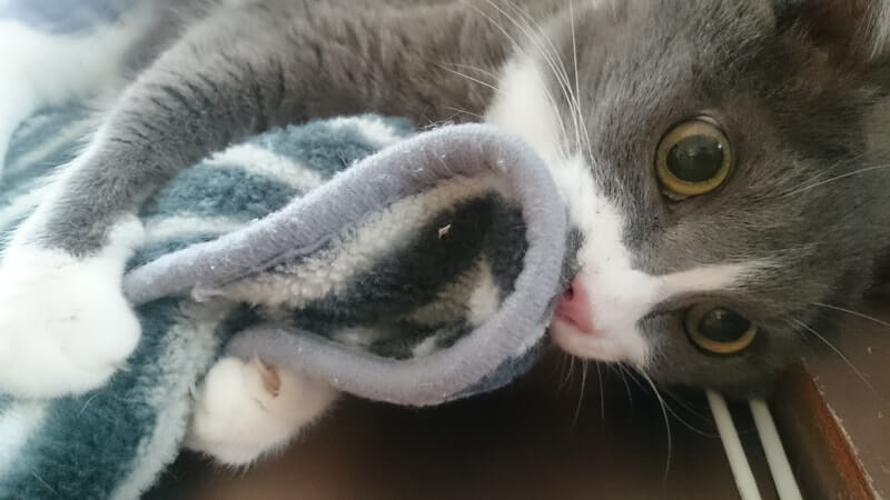 元通り元気になってお気に入りのタオルを咥えている愛猫モコ