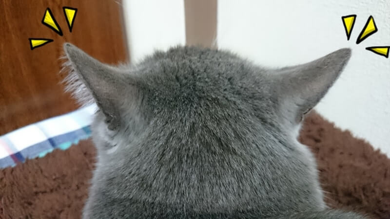 後頭部から見る愛猫の耳